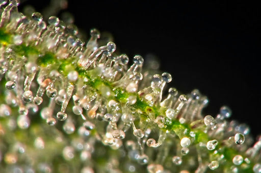 The Effects of Terpenes